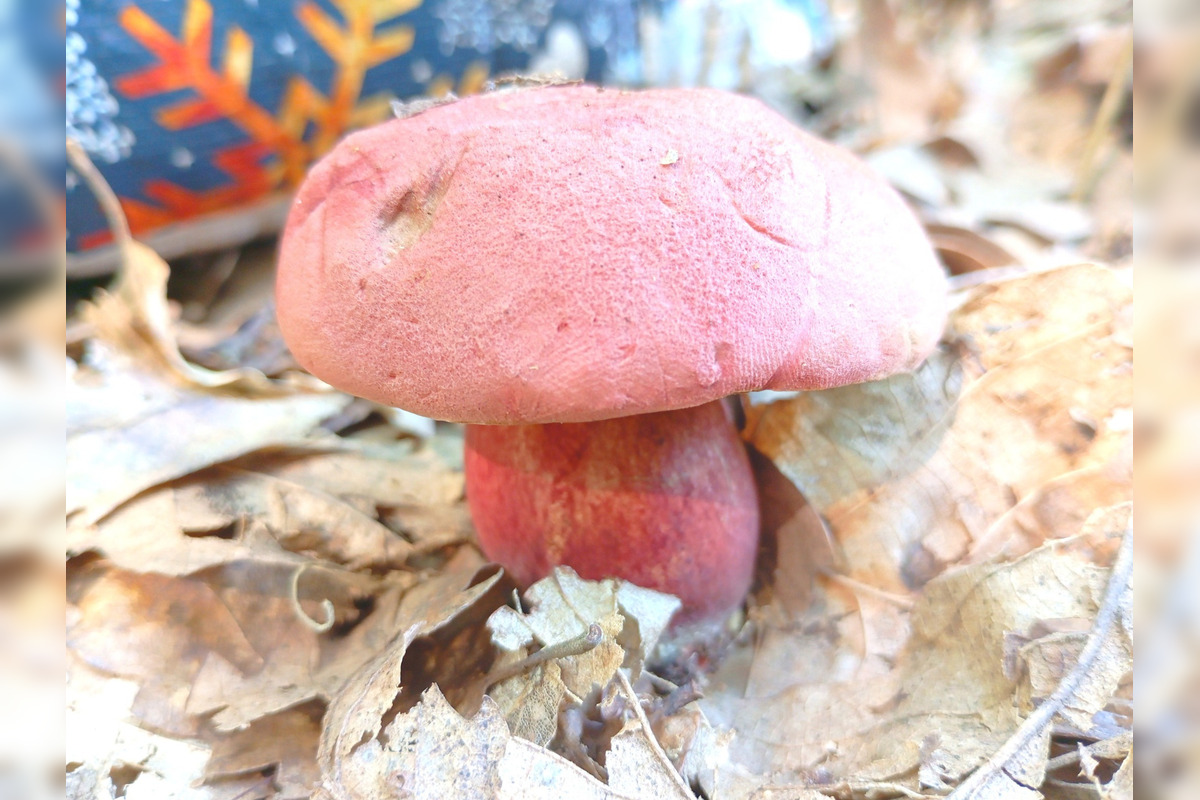 FOTO: Hubári z Banskobystrického kraja sa chvália svojimi úlovkami, foto 26