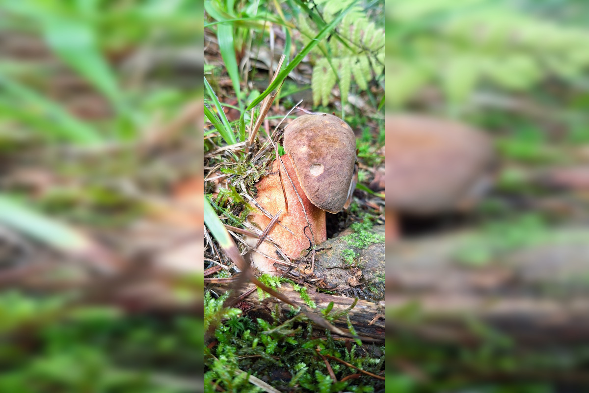 FOTO: Hubári z Banskobystrického kraja sa chvália svojimi úlovkami, foto 27