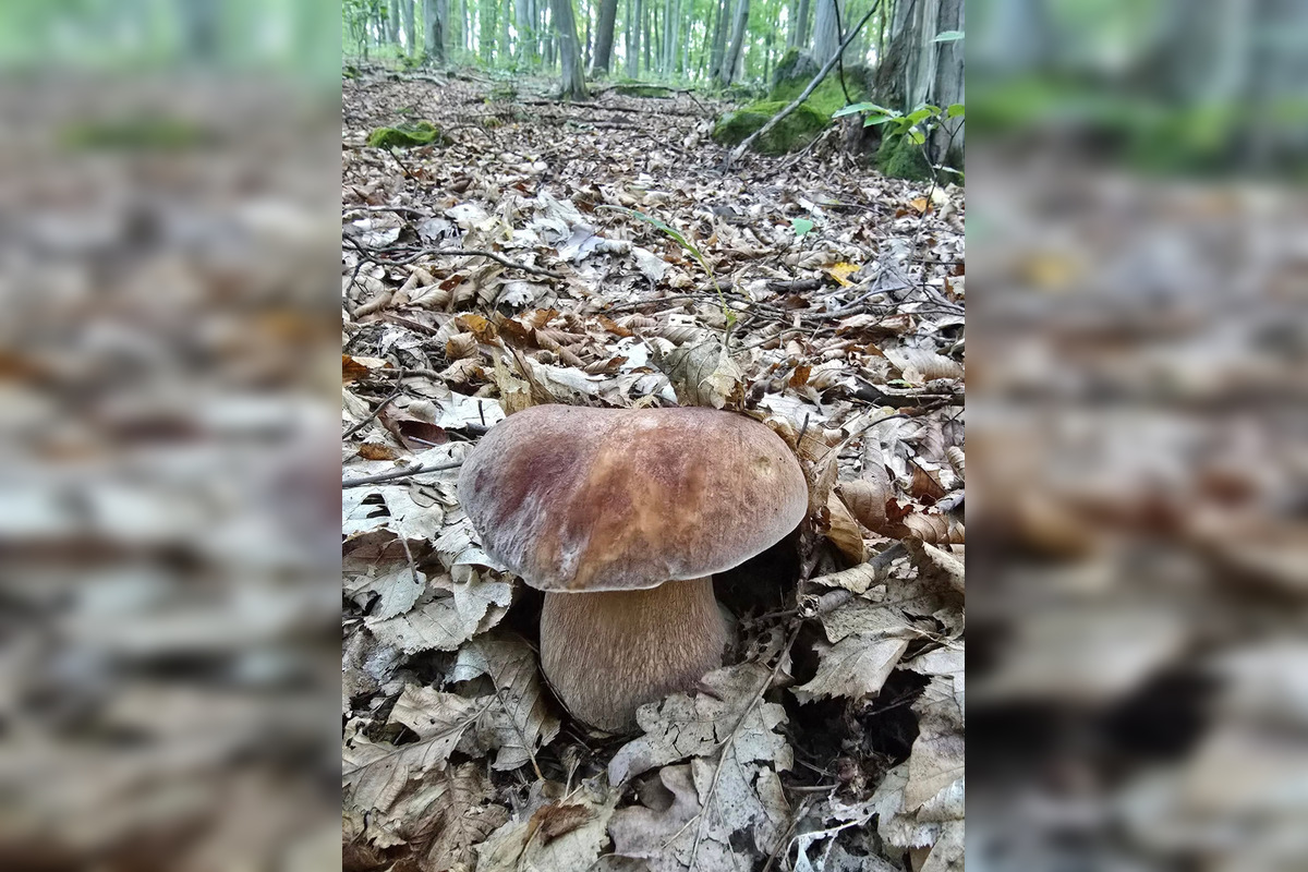 FOTO: Hubári z Banskobystrického kraja sa chvália svojimi úlovkami, foto 28