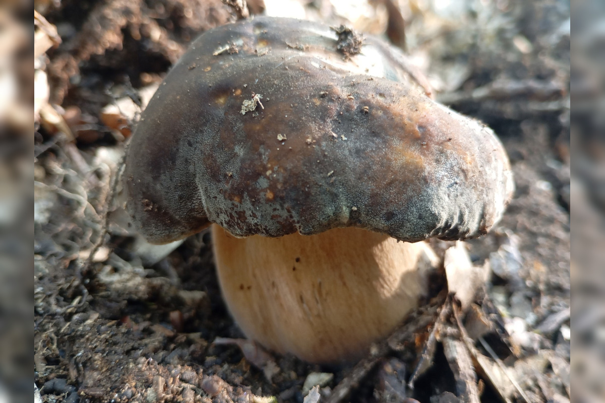 FOTO: Hubári z Banskobystrického kraja sa chvália svojimi úlovkami, foto 29