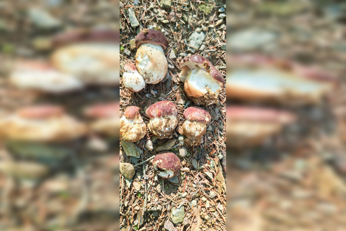 FOTO: Hubári z Banskobystrického kraja sa chvália svojimi úlovkami, foto 30