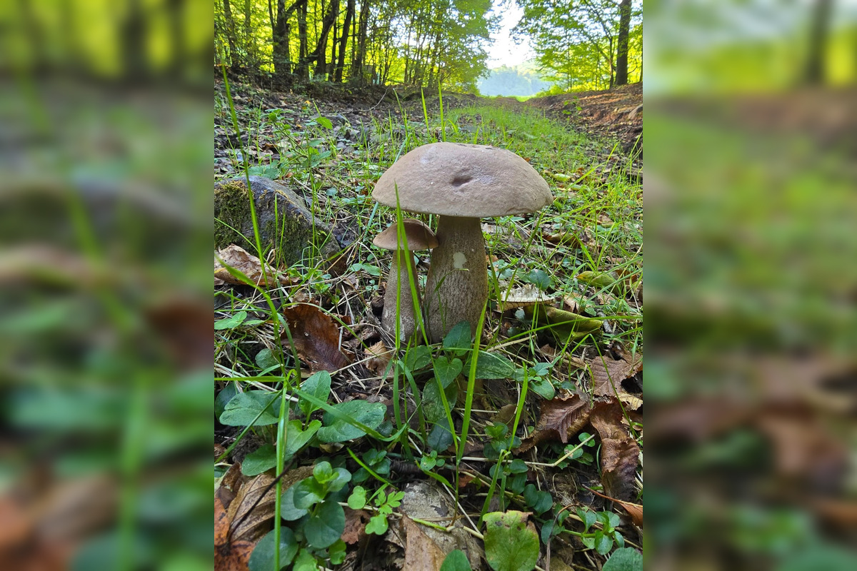 FOTO: Hubári z Banskobystrického kraja sa chvália svojimi úlovkami, foto 31