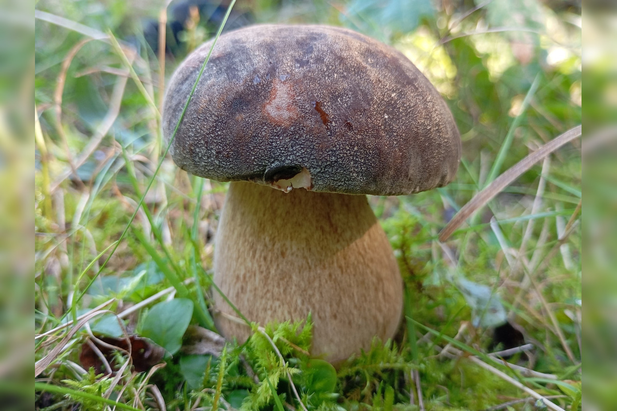 FOTO: Hubári z Banskobystrického kraja sa chvália svojimi úlovkami, foto 32