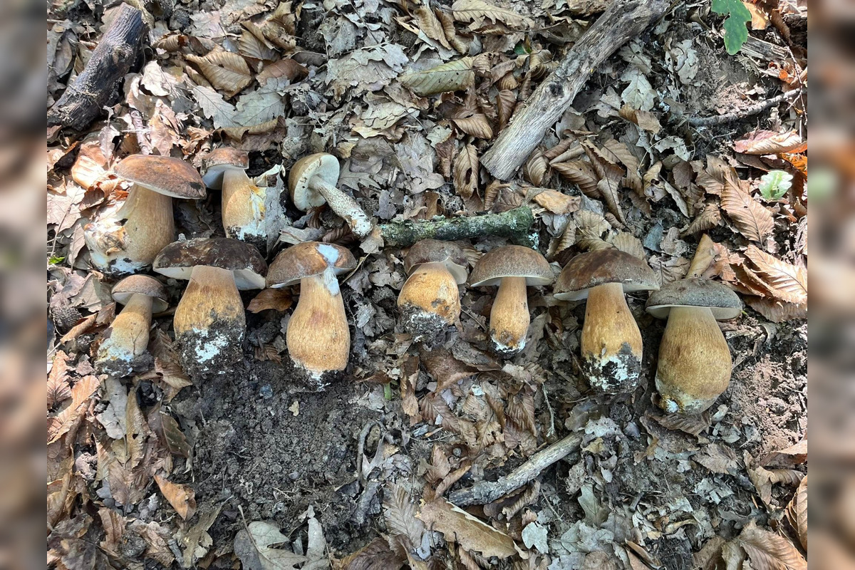 FOTO: Hubári z Banskobystrického kraja sa chvália svojimi úlovkami, foto 33