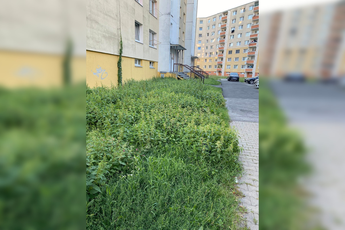 FOTO: Na jednom sídlisku vo Zvolene je pokosené, na inom vysoká tráva. Prečo?, foto 2