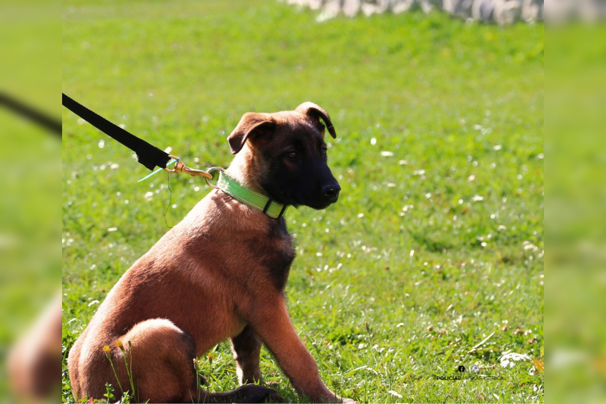 FOTO: Pri Banskej Bystrici sa konalo spoločné cvičenie slovenskej a maďarskej polície, foto 7