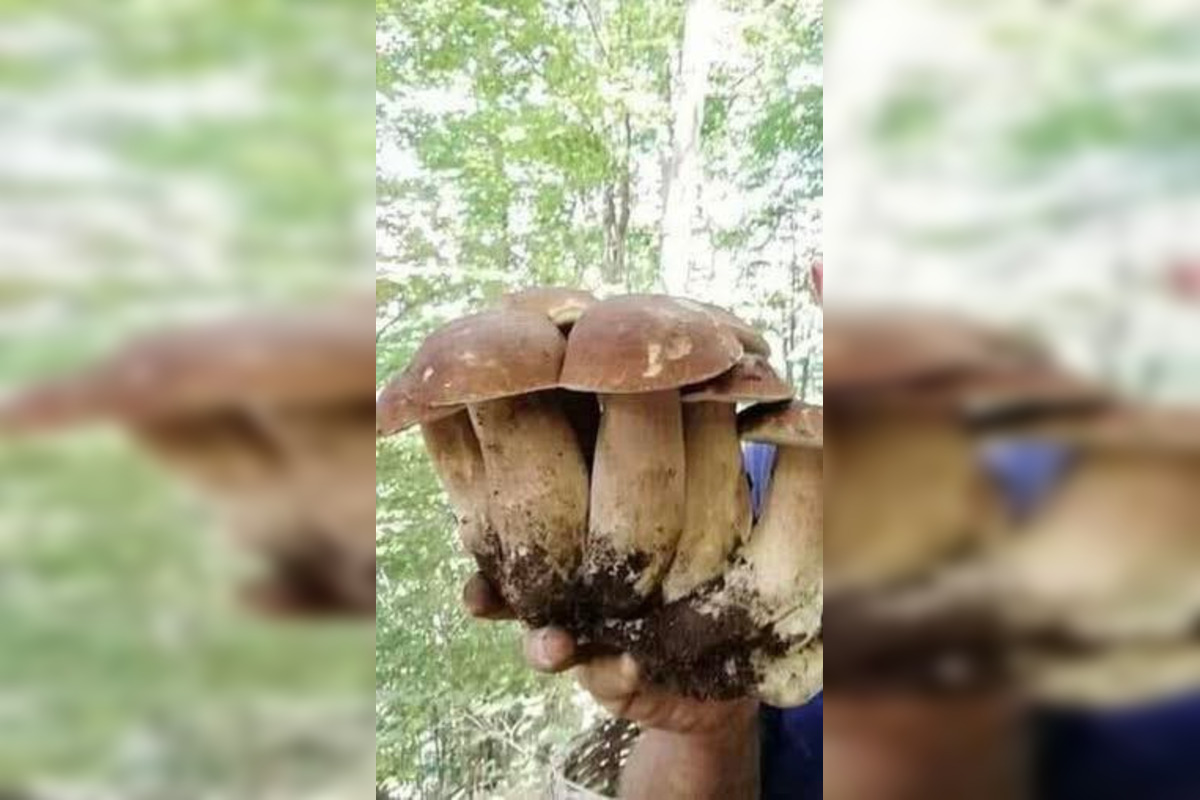 FOTO: Pri Zvolene je dubákový raj, ľudia sa na internete chvália úlovkami, foto 1