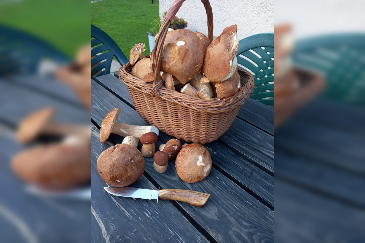 FOTO: Pri Zvolene je dubákový raj, ľudia sa na internete chvália úlovkami, foto 5