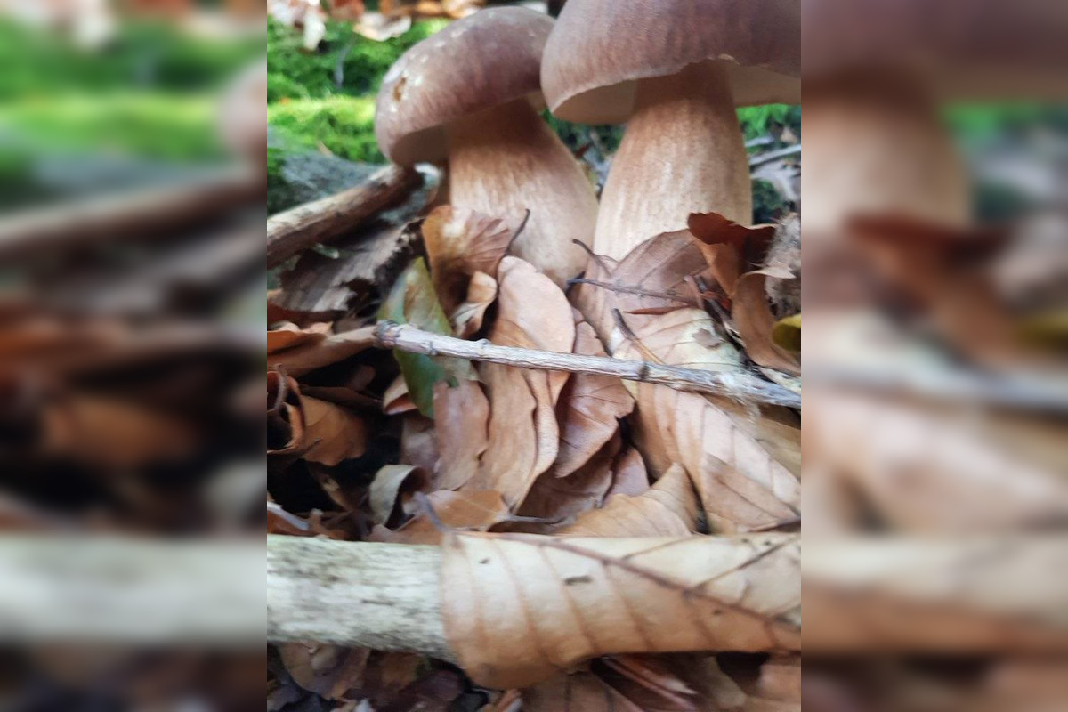 FOTO: S dubákmi sa roztrhlo vrece už aj na Horehroní, foto 3