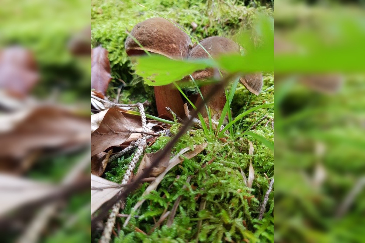 FOTO: S dubákmi sa roztrhlo vrece už aj na Horehroní, foto 4