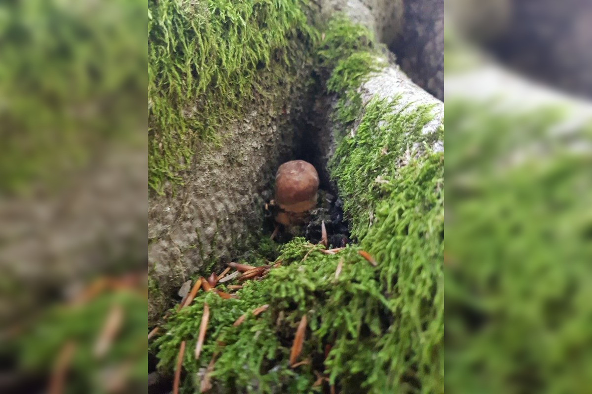 FOTO: S dubákmi sa roztrhlo vrece už aj na Horehroní, foto 5