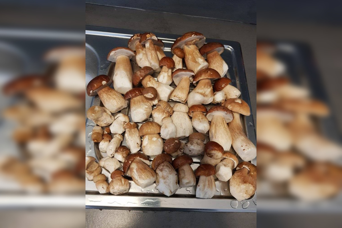 FOTO: S dubákmi sa roztrhlo vrece už aj na Horehroní, foto 6