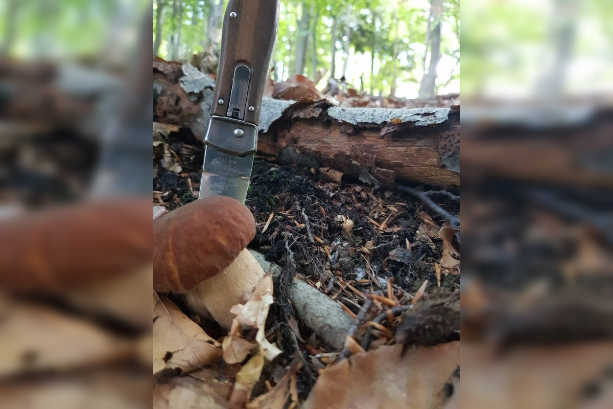 FOTO: S dubákmi sa roztrhlo vrece už aj na Horehroní, foto 7