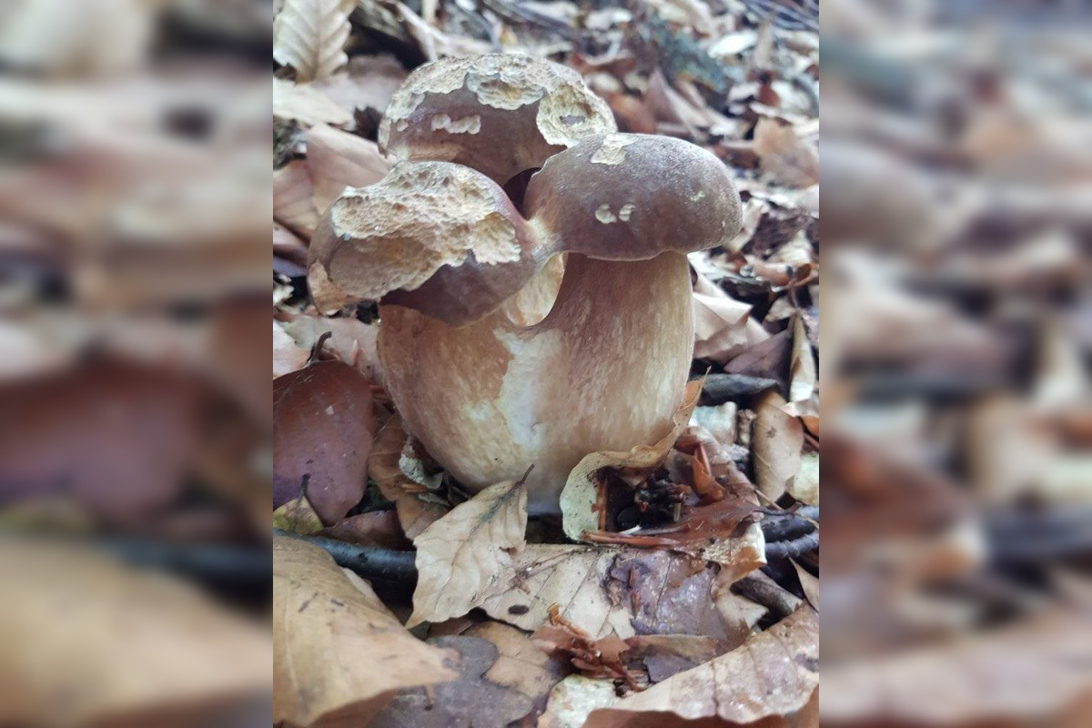 FOTO: S dubákmi sa roztrhlo vrece už aj na Horehroní, foto 8