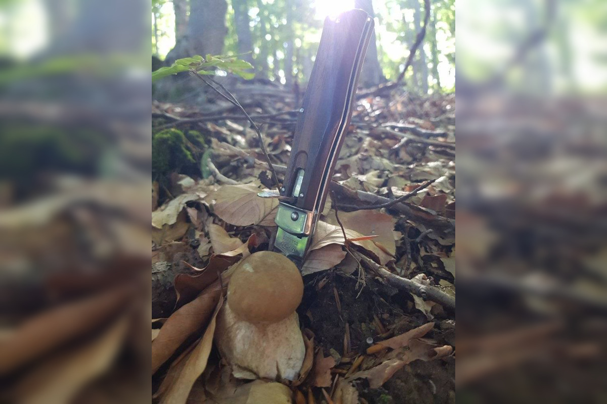 FOTO: S dubákmi sa roztrhlo vrece už aj na Horehroní, foto 9