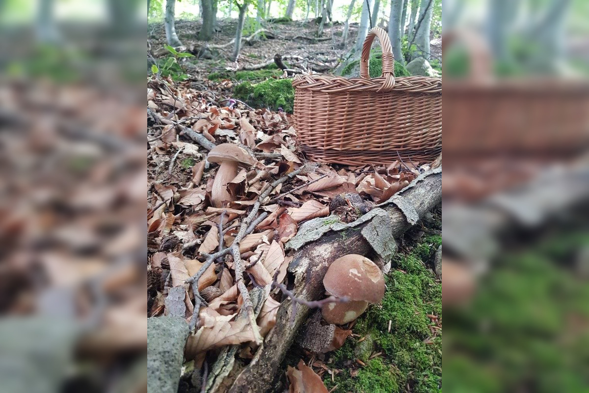 FOTO: S dubákmi sa roztrhlo vrece už aj na Horehroní, foto 10