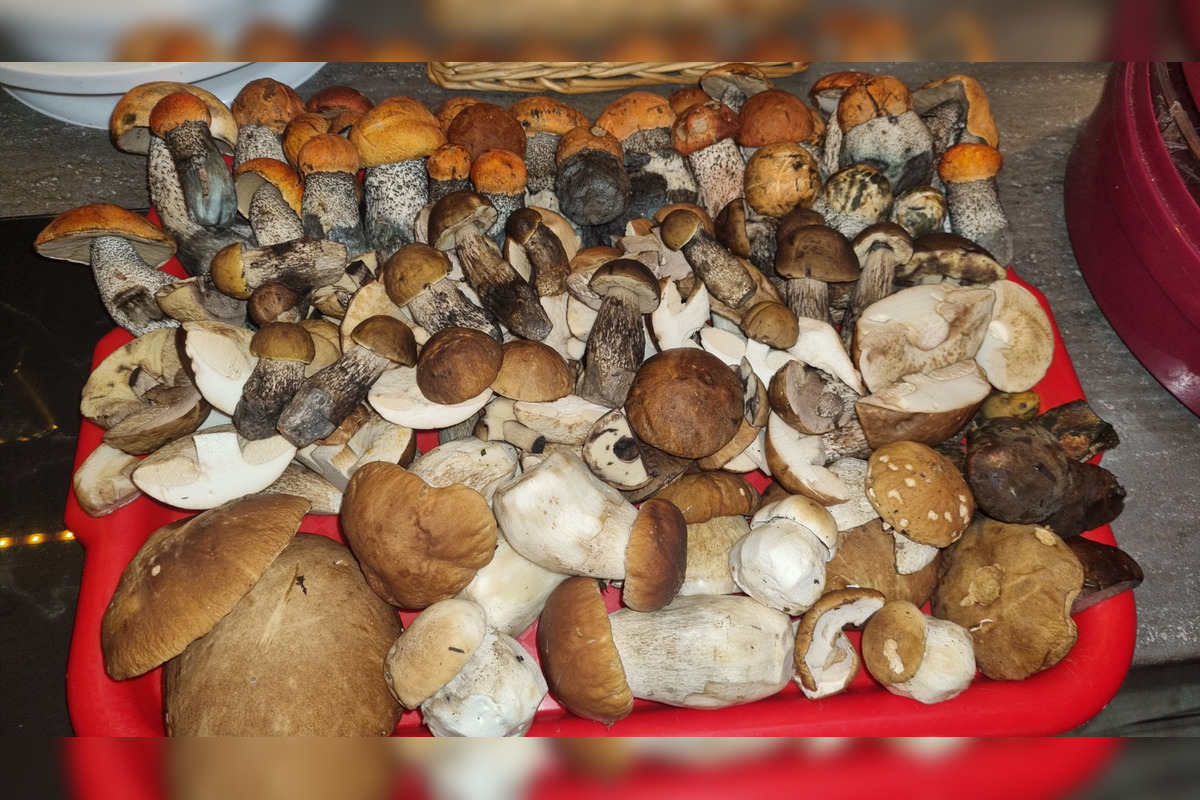 FOTO: S dubákmi sa roztrhlo vrece už aj na Horehroní, foto 11