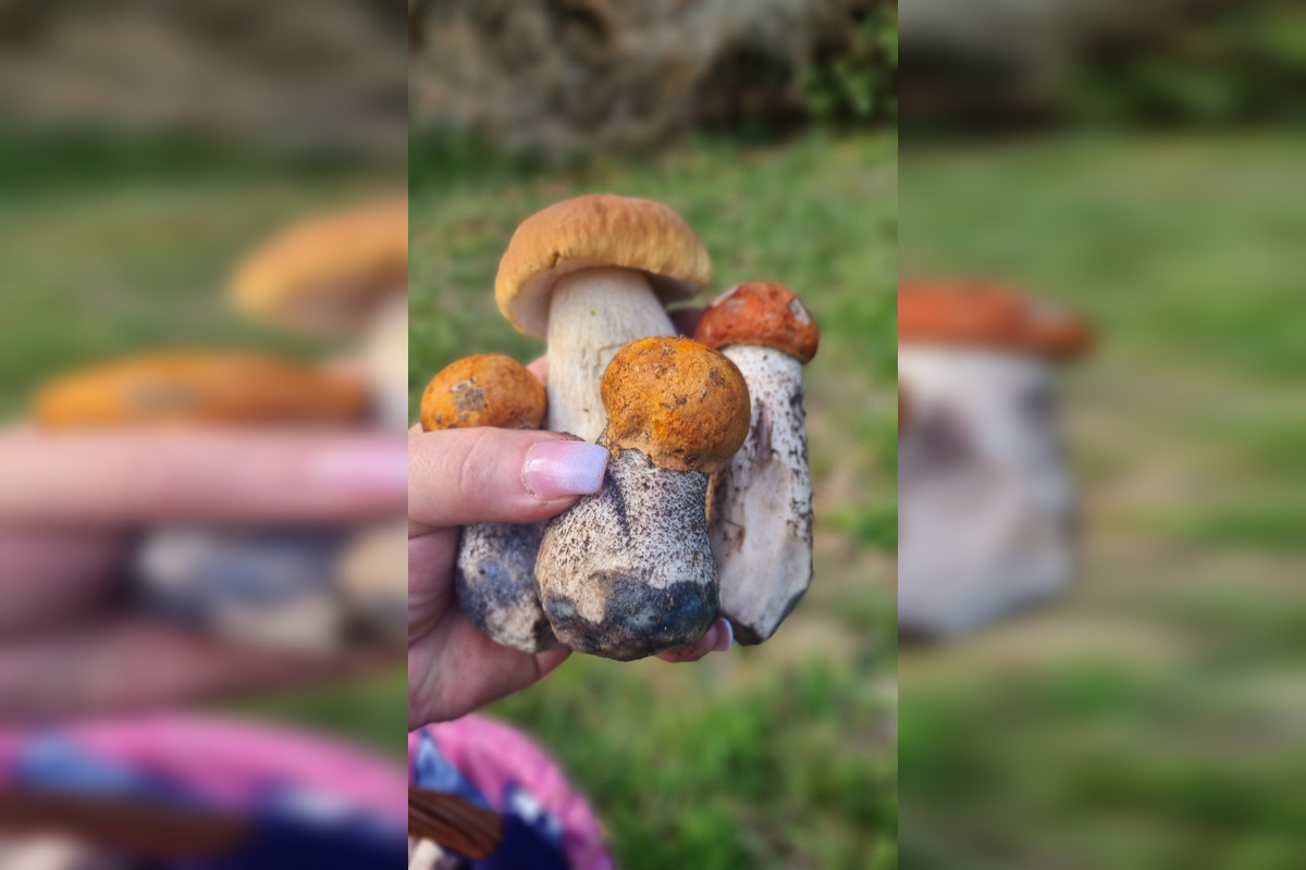 FOTO: S dubákmi sa roztrhlo vrece už aj na Horehroní, foto 12