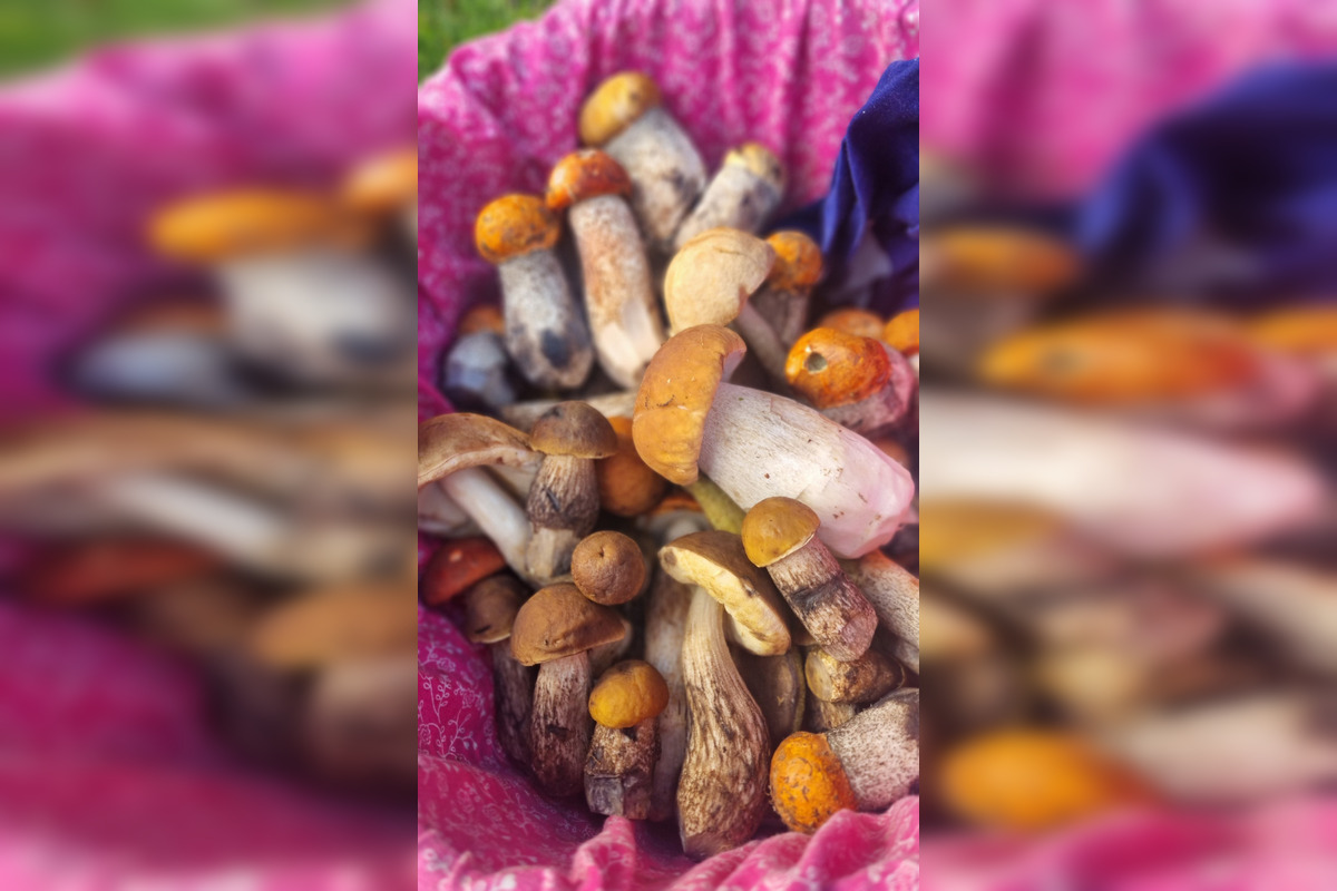 FOTO: S dubákmi sa roztrhlo vrece už aj na Horehroní, foto 13