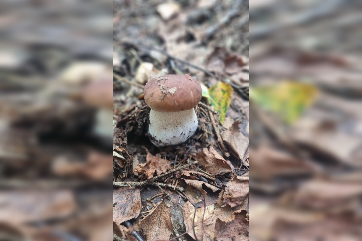 FOTO: S dubákmi sa roztrhlo vrece už aj na Horehroní, foto 14