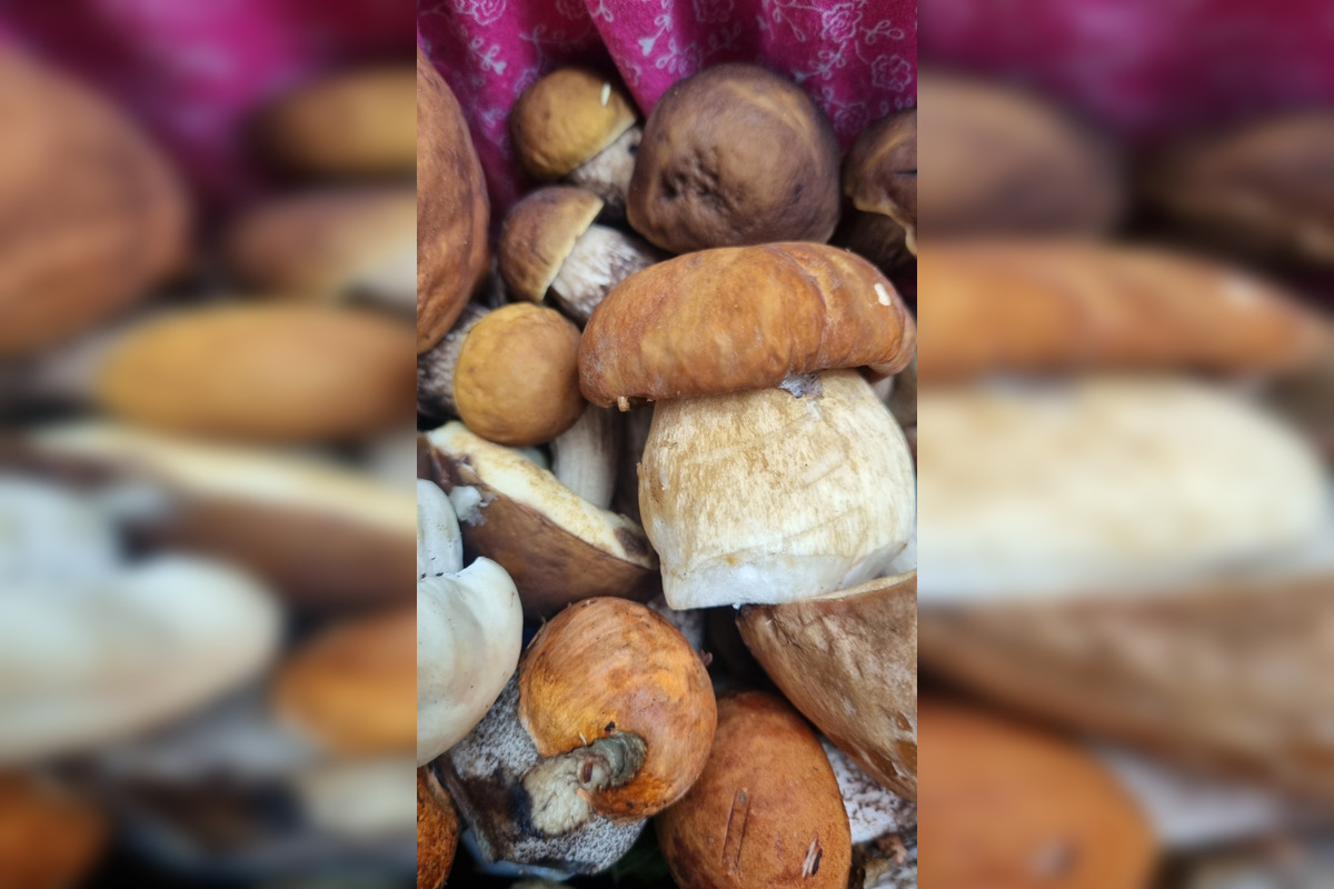 FOTO: S dubákmi sa roztrhlo vrece už aj na Horehroní, foto 15