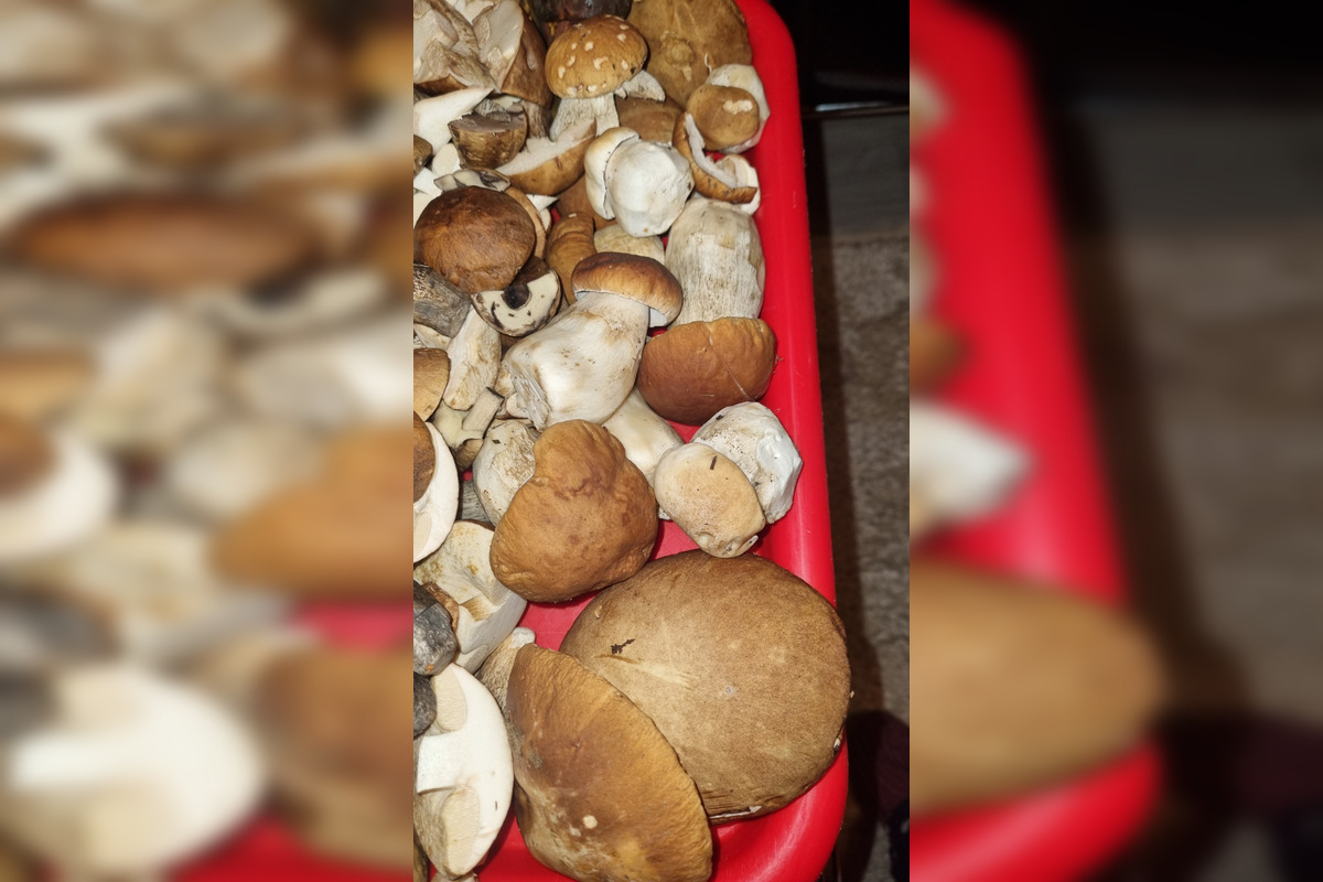 FOTO: S dubákmi sa roztrhlo vrece už aj na Horehroní, foto 16