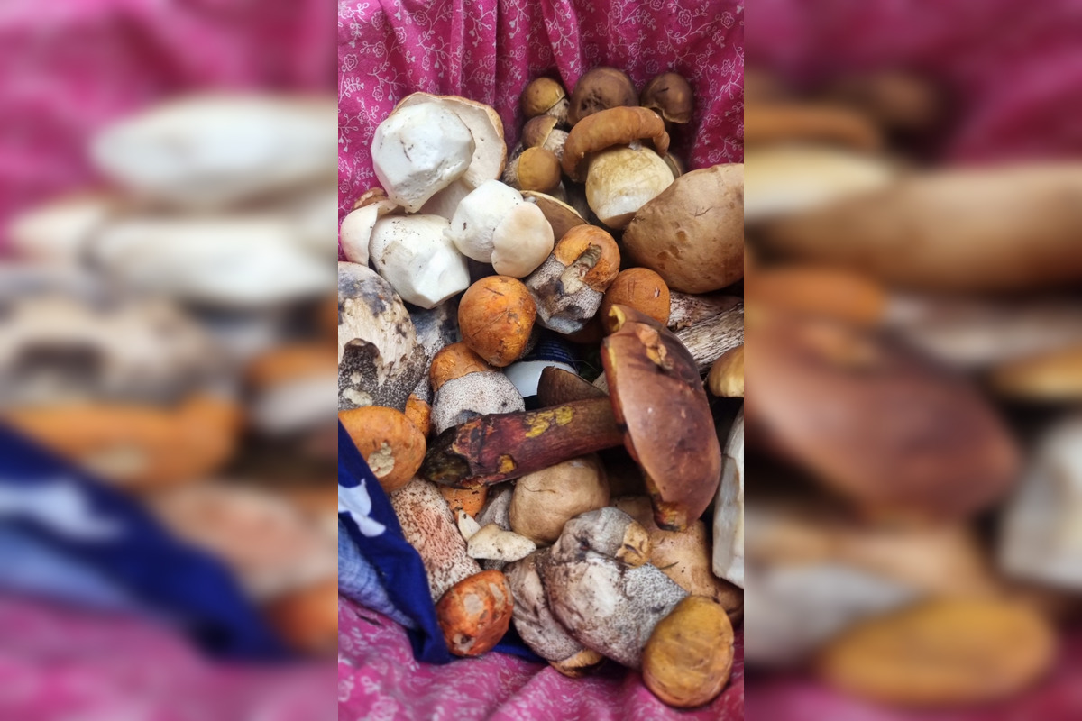 FOTO: S dubákmi sa roztrhlo vrece už aj na Horehroní, foto 17