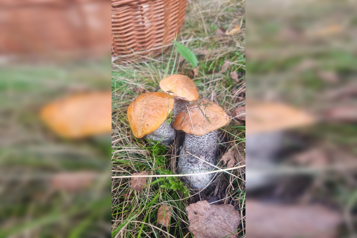 FOTO: S dubákmi sa roztrhlo vrece už aj na Horehroní, foto 18