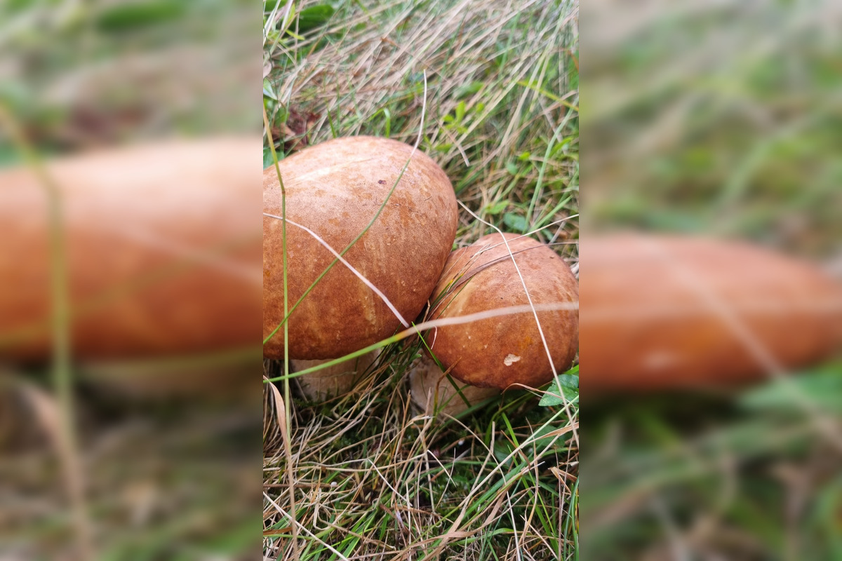 FOTO: S dubákmi sa roztrhlo vrece už aj na Horehroní, foto 19