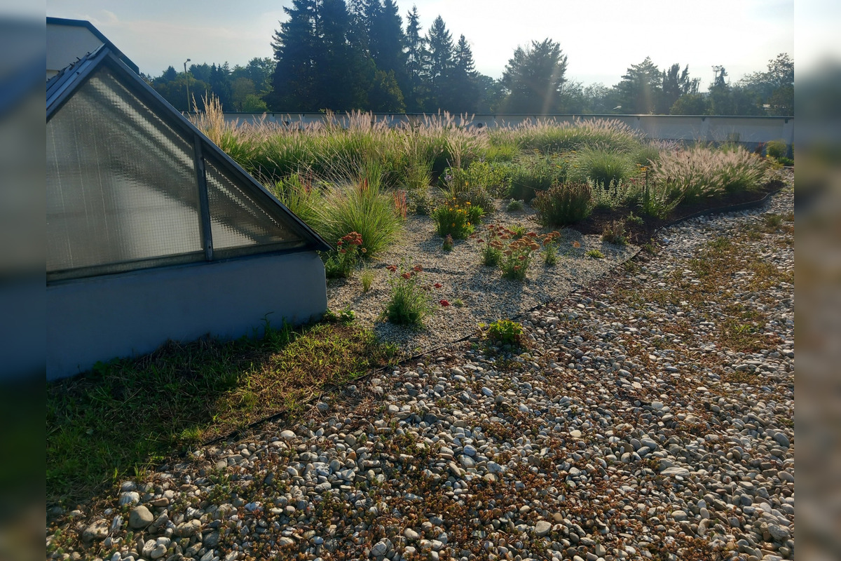 FOTO: Zvolenčania sa opäť môžu poprechádzať po zelenej streche na stanici, foto 4