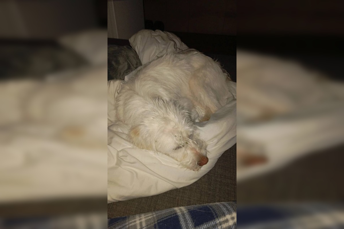 FOTO: Psík Leo hľadá nový domov, foto 1