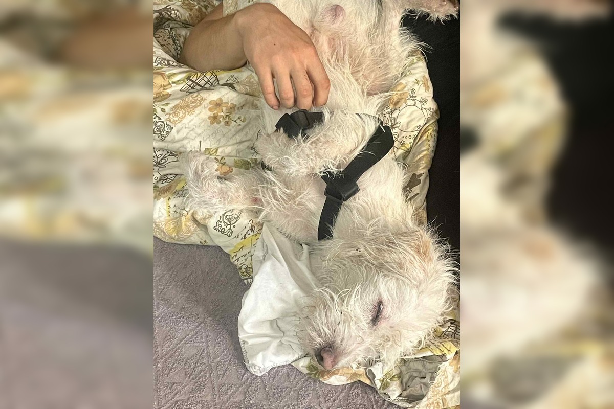 FOTO: Psík Leo hľadá nový domov, foto 2