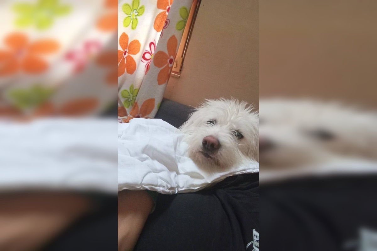 FOTO: Psík Leo hľadá nový domov, foto 3