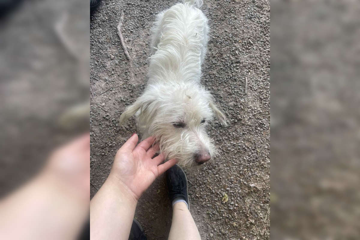 FOTO: Psík Leo hľadá nový domov, foto 4