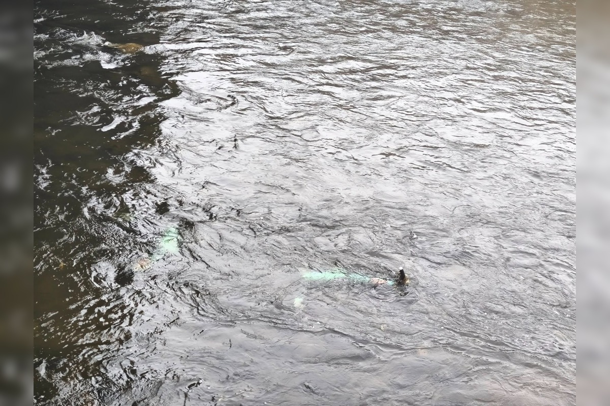 FOTO: Bolt kolobežky skončili v Hrone, foto 2