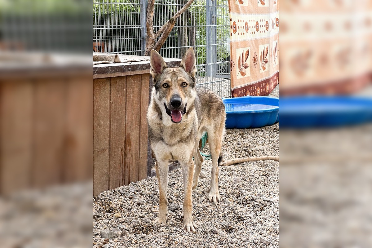 FOTO: Psy zo Sekiera našli zavreté v byte, foto 4