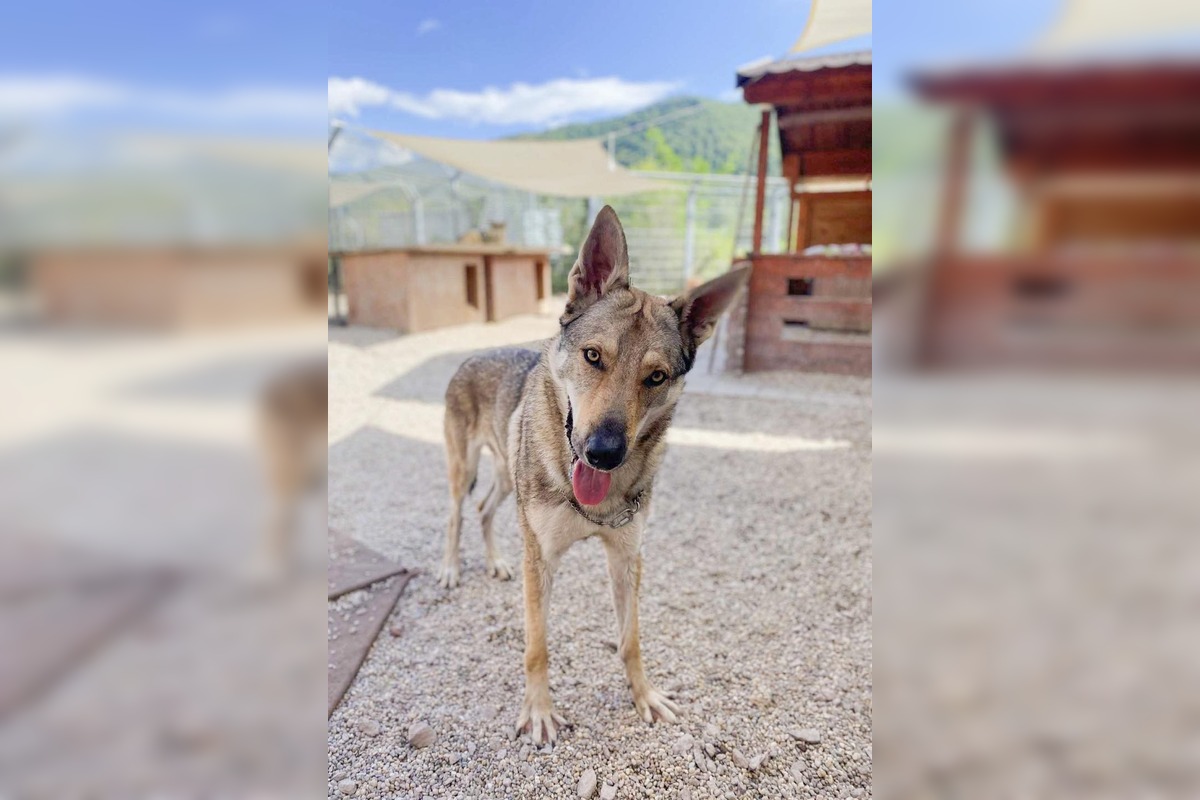 FOTO: Psy zo Sekiera našli zavreté v byte, foto 5