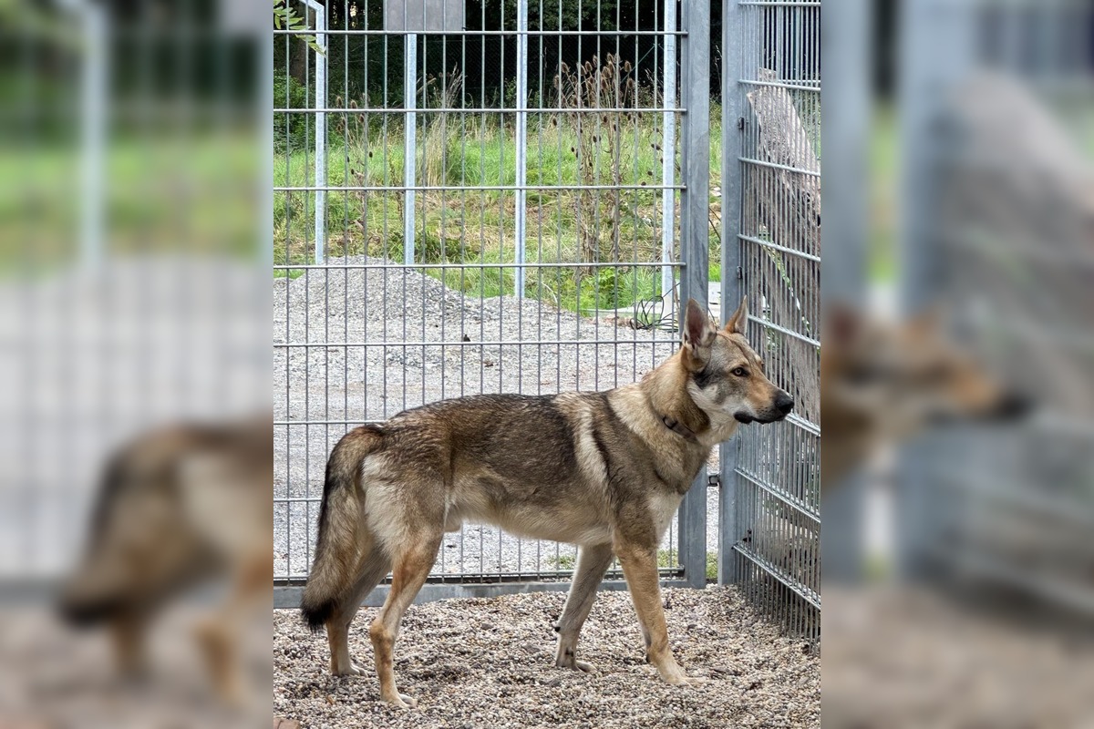 FOTO: Psy zo Sekiera našli zavreté v byte, foto 6