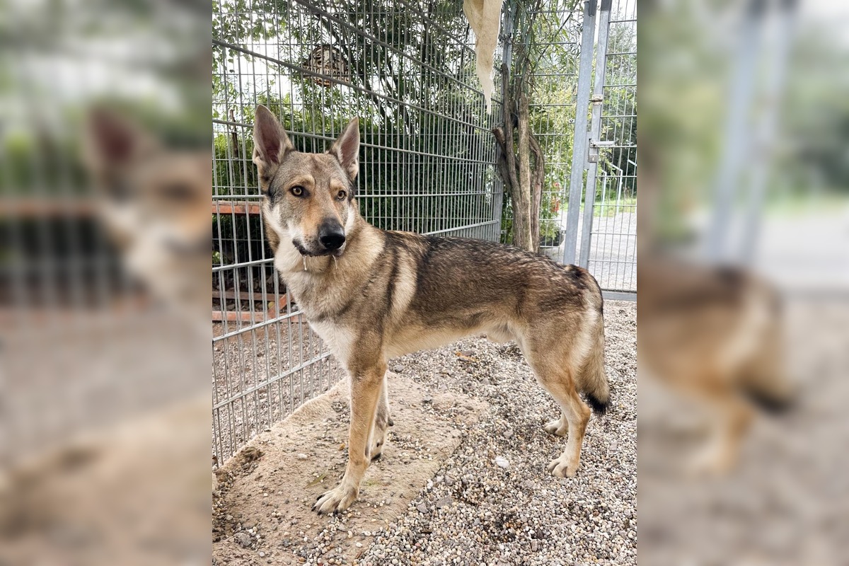 FOTO: Psy zo Sekiera našli zavreté v byte, foto 7