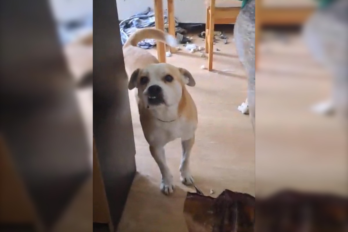 FOTO: Psy zo Sekiera našli zavreté v byte, foto 8