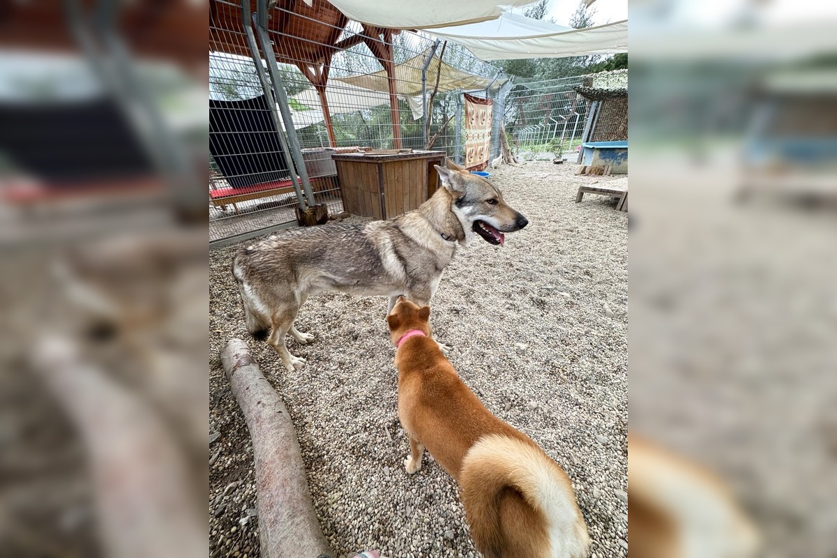 FOTO: Psy zo Sekiera našli zavreté v byte, foto 9