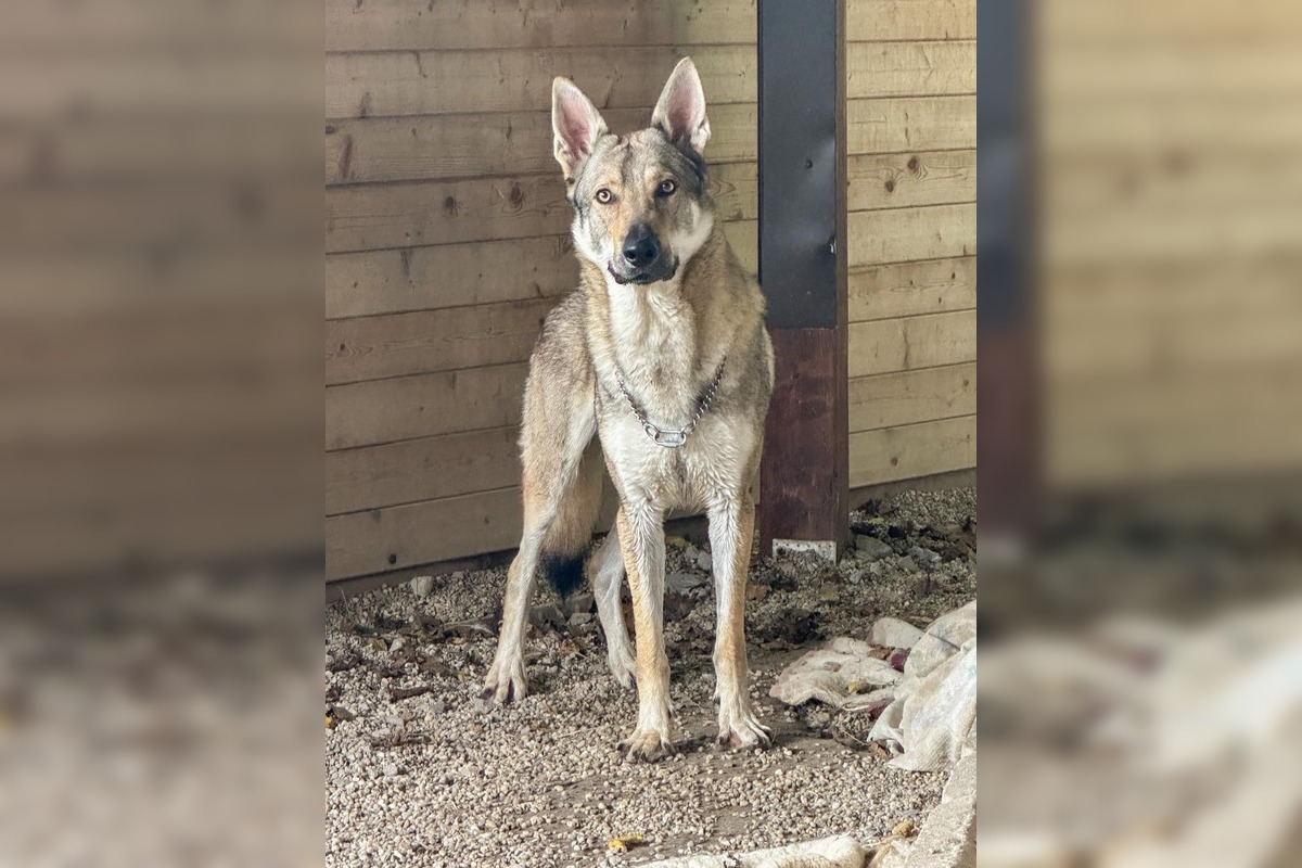 FOTO: Psy zo Sekiera našli zavreté v byte, foto 10