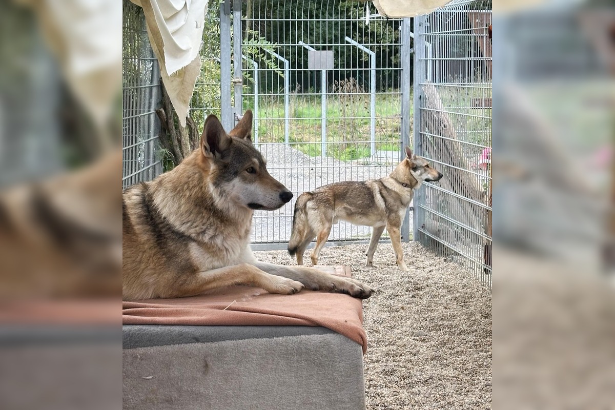 FOTO: Psy zo Sekiera našli zavreté v byte, foto 11