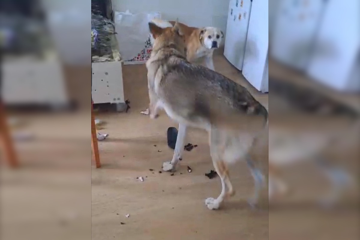 FOTO: Psy zo Sekiera našli zavreté v byte, foto 12