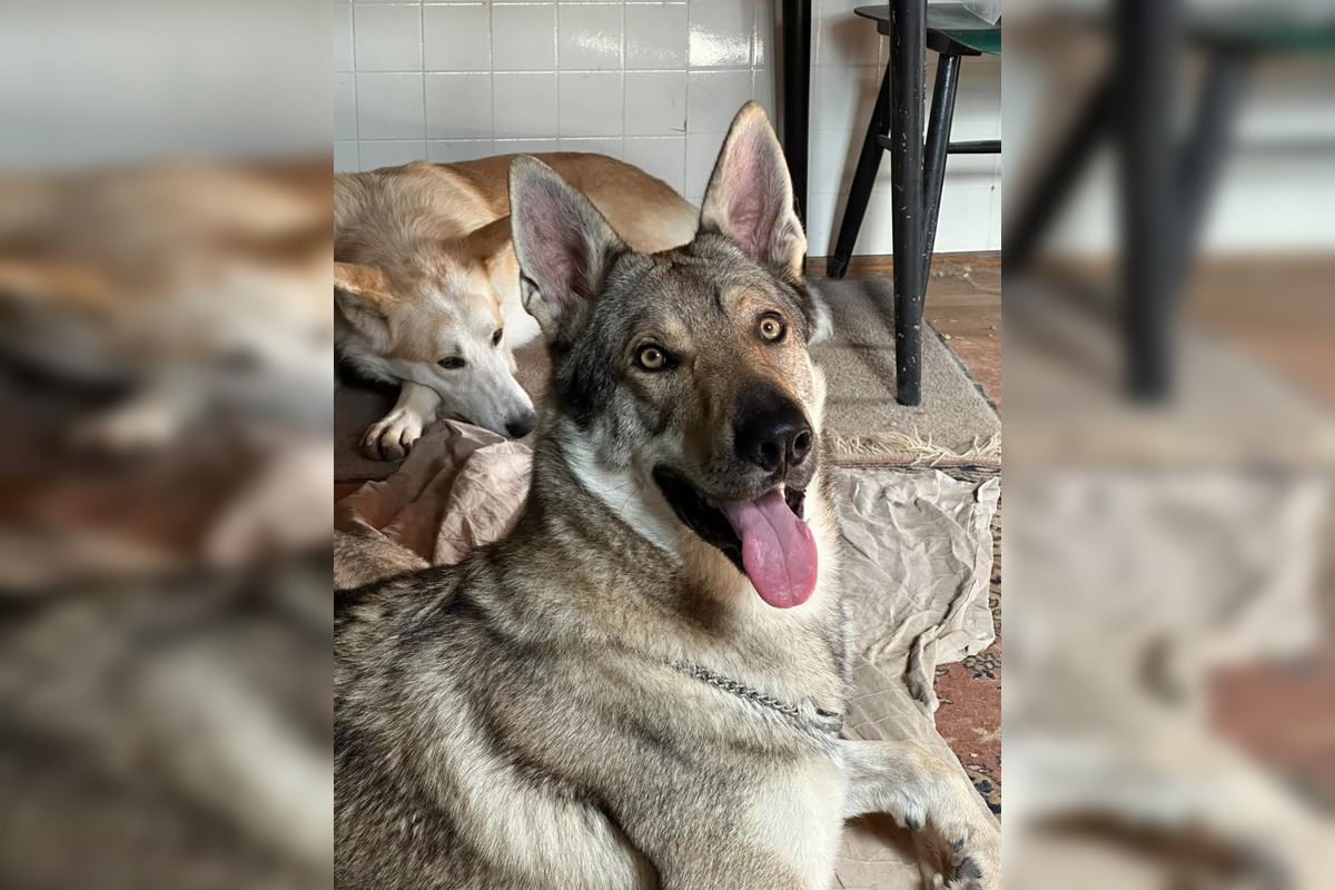 FOTO: Psy zo Sekiera našli zavreté v byte, foto 13