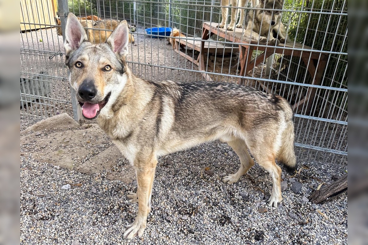 FOTO: Psy zo Sekiera našli zavreté v byte, foto 14