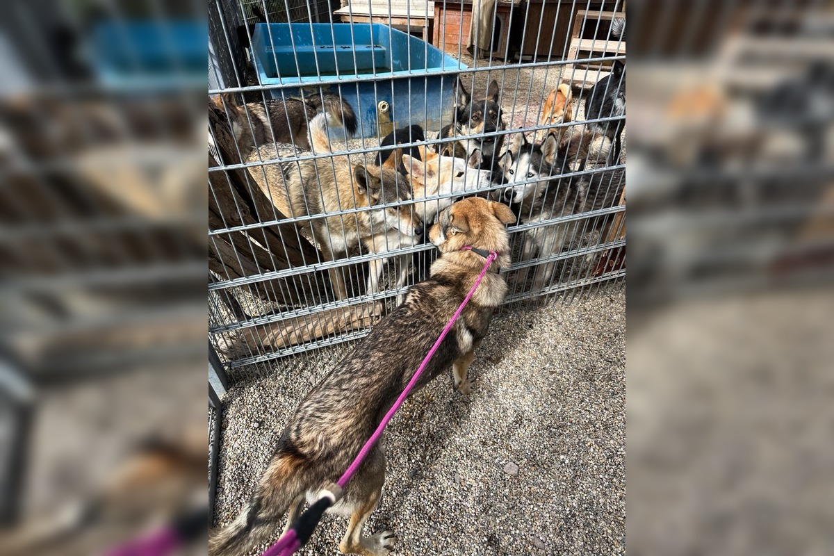 FOTO: Psy zo Sekiera našli zavreté v byte, foto 15