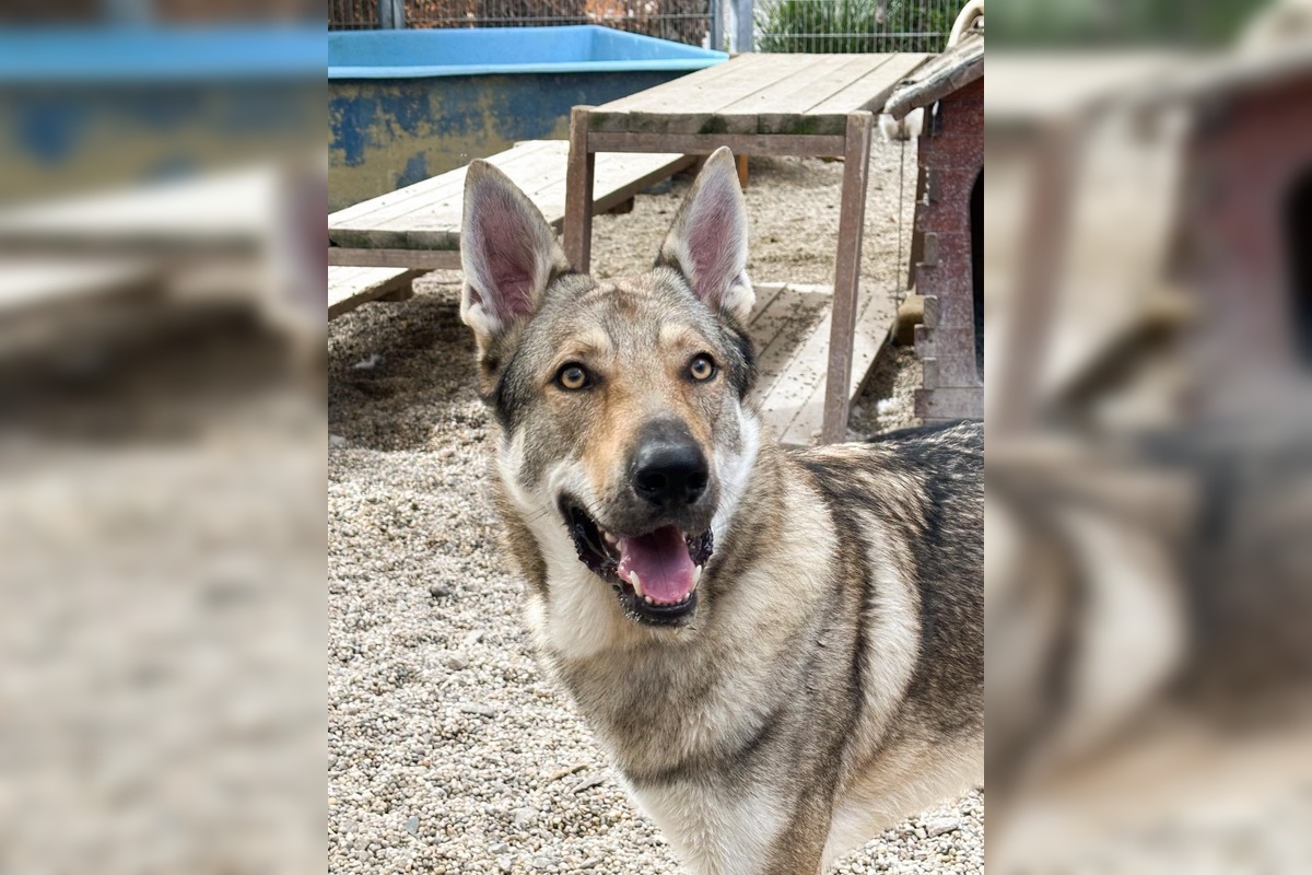 FOTO: Psy zo Sekiera našli zavreté v byte, foto 16