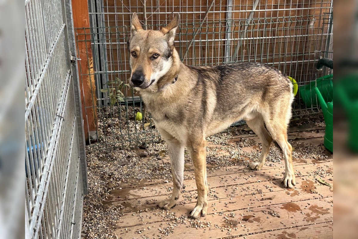 FOTO: Psy zo Sekiera našli zavreté v byte, foto 17