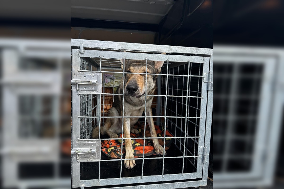 FOTO: Psy zo Sekiera našli zavreté v byte, foto 18